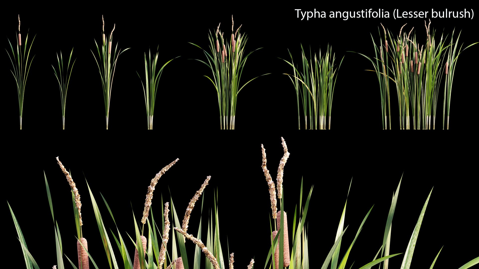 3D Typha Angustifolia 01 - TurboSquid 1785289