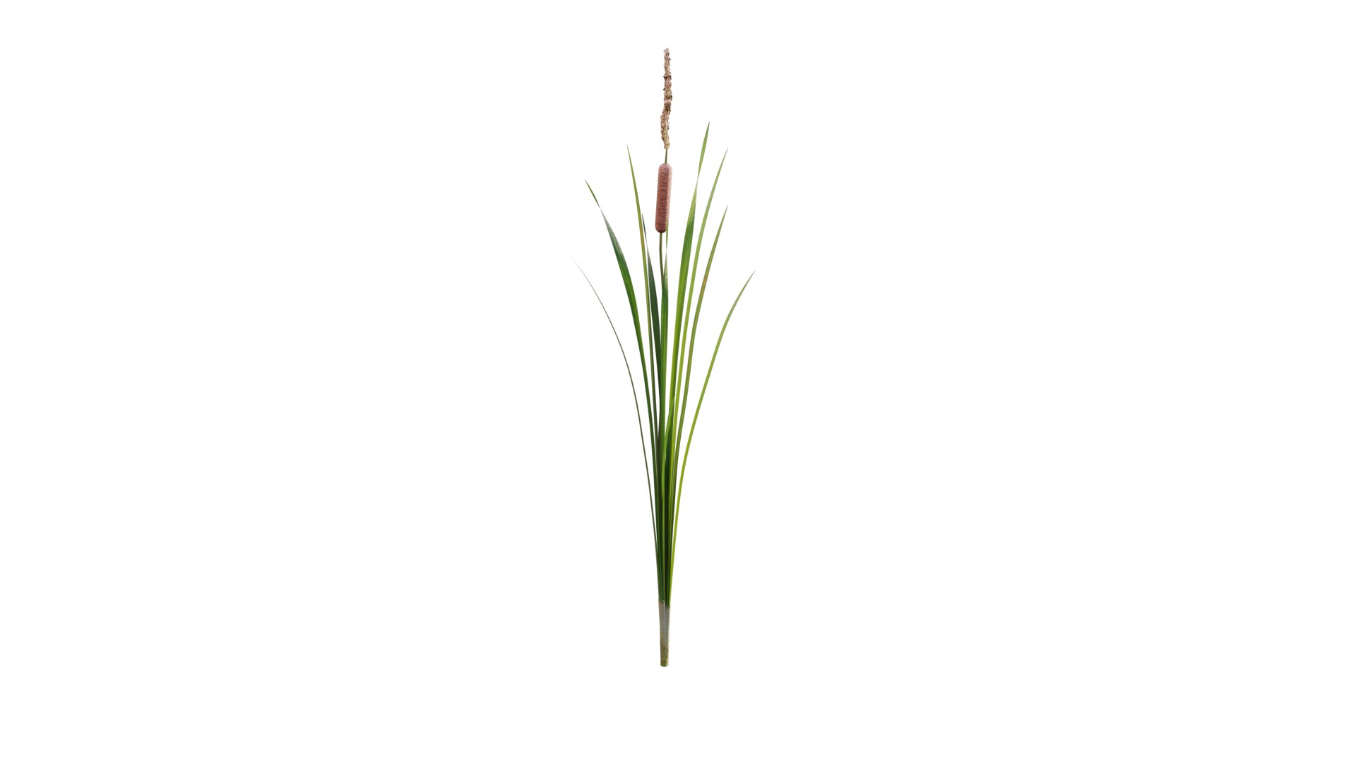 3D Typha Angustifolia 01 - TurboSquid 1785289