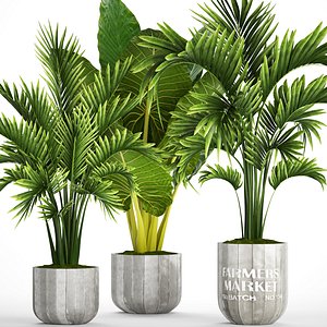 tropical plants 3D model
