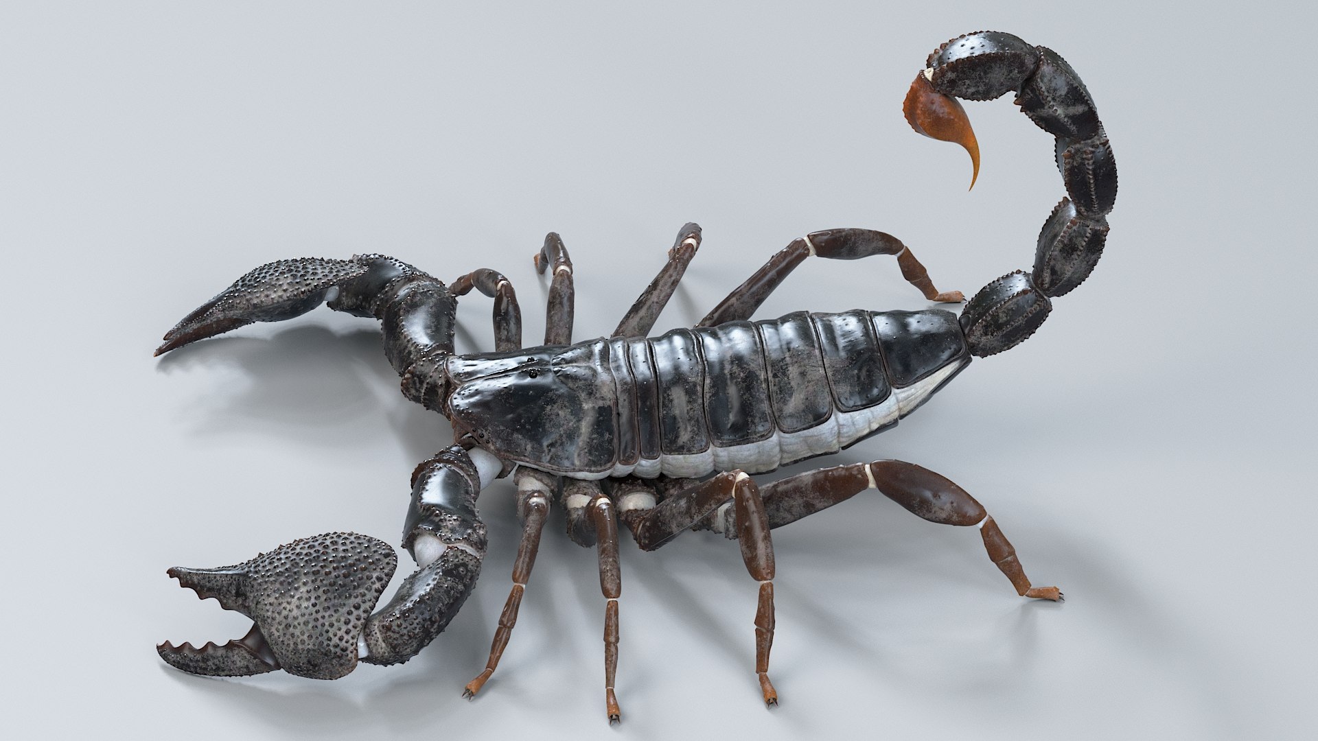 Black Emperor Scorpion 3D model https://p.turbosquid.com/ts-thumb/Q1/MiK3V2/2m/black_emperor_max_01/jpg/1708418316/1920x1080/fit_q87/4b7044d5c69ca5a6bac1b4f3fc64726a8d22b372/black_emperor_max_01.jpg
