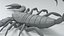 Black Emperor Scorpion