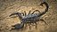 Black Emperor Scorpion