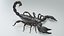 Black Emperor Scorpion