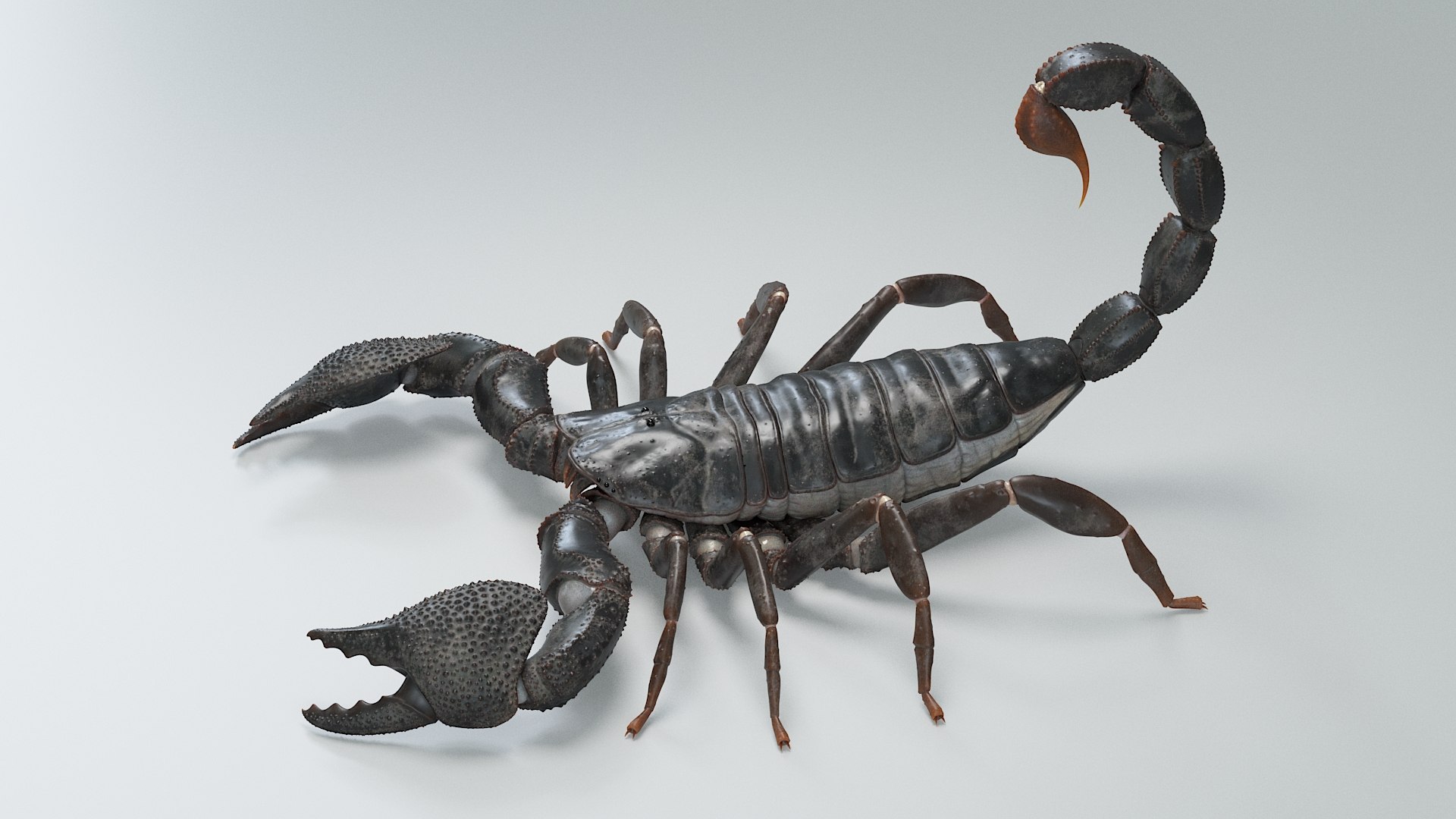 Black Emperor Scorpion 3D model https://p.turbosquid.com/ts-thumb/Q1/MiK3V2/UQ/black_emperor_03/jpg/1708418179/1920x1080/fit_q87/cd6f6e406879e84b6ea7d5388915ed4ae2f32f79/black_emperor_03.jpg