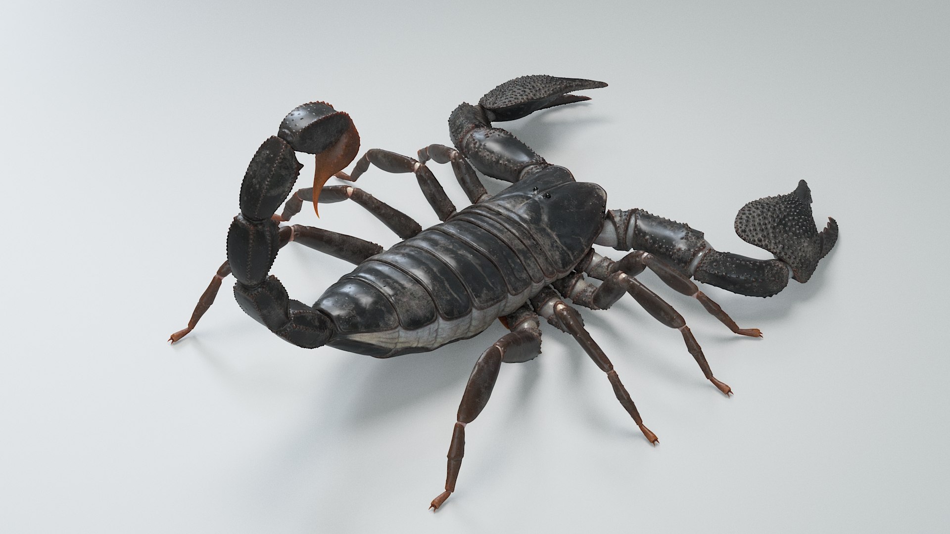 Black Emperor Scorpion 3D model https://p.turbosquid.com/ts-thumb/Q1/MiK3V2/cp/black_emperor_08/jpg/1708418202/1920x1080/fit_q87/ca3ce7d4a3ce87b641db8a004a200ad5a64df054/black_emperor_08.jpg