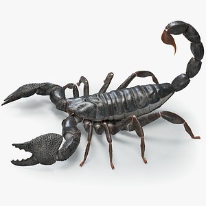 Black Emperor Scorpion 3D model