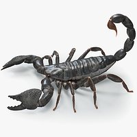 Black Emperor Scorpion
