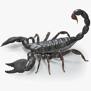 Black Emperor Scorpion