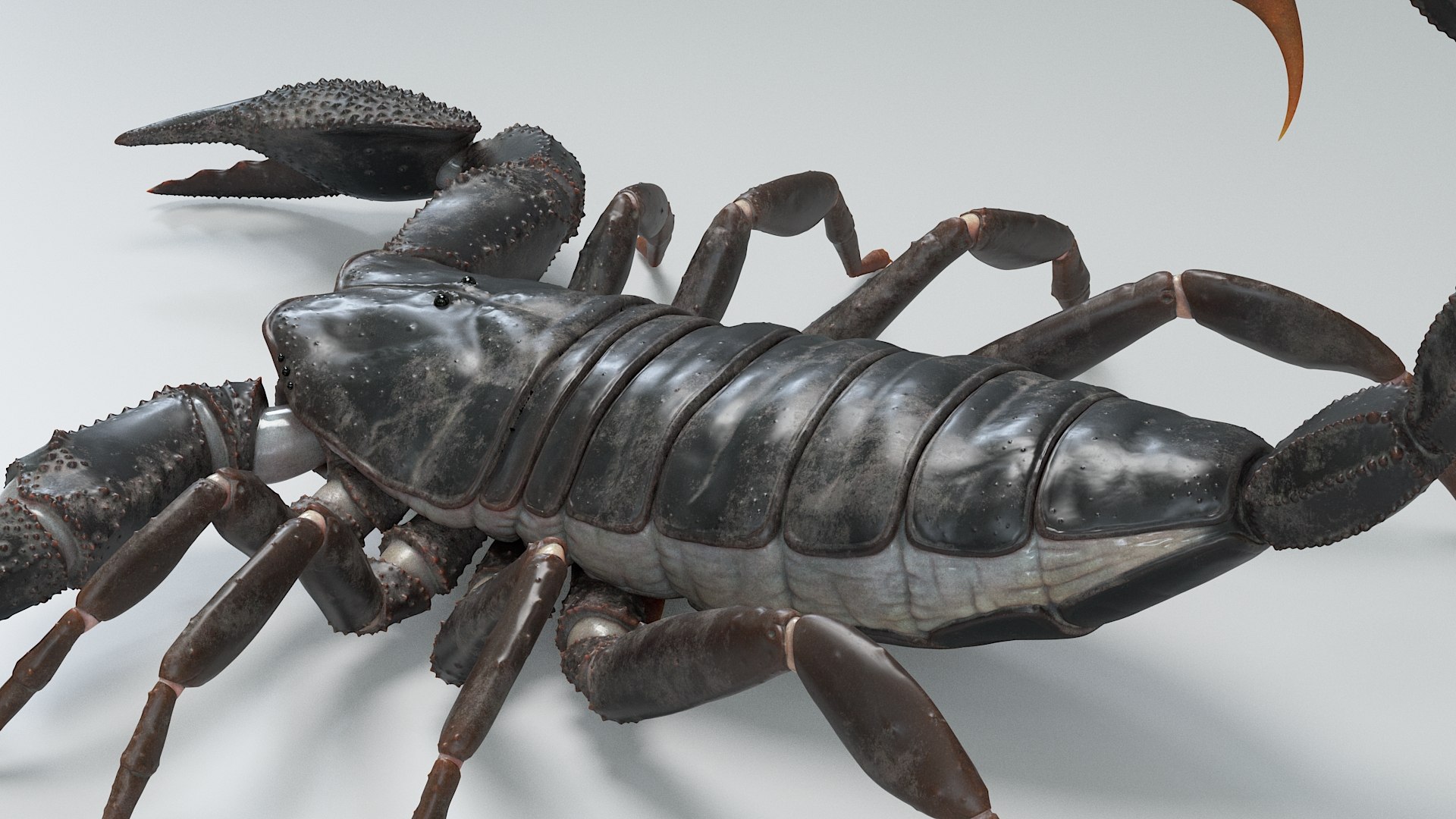 Black Emperor Scorpion 3D model https://p.turbosquid.com/ts-thumb/Q1/MiK3V2/nj/black_emperor_12/jpg/1708418218/1920x1080/fit_q87/b0be35850054def351301e5d46b2a97188d39c19/black_emperor_12.jpg