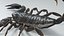 Black Emperor Scorpion