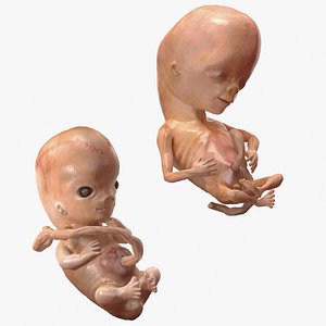 3D First Trimester Human Embryos Rigged Collection for Modo