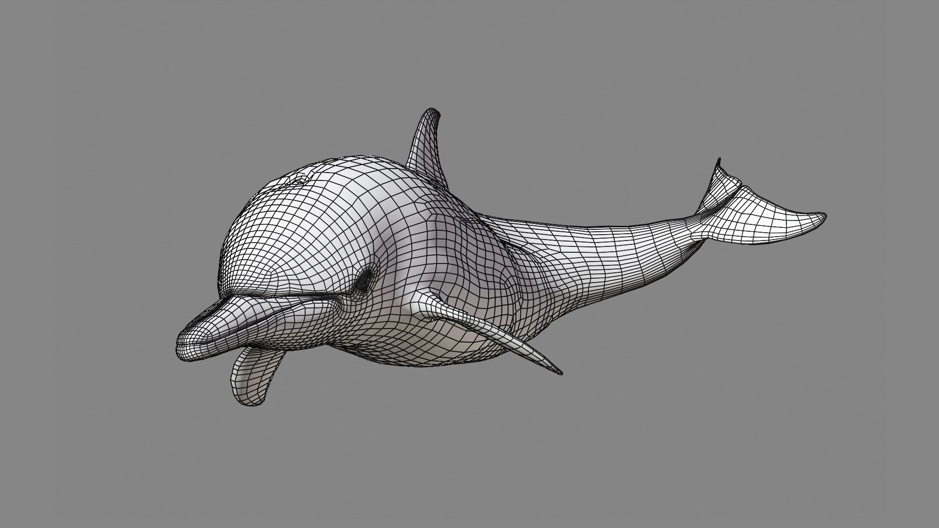 3D Marine Rigging Animation Delphinus - TurboSquid 1542588