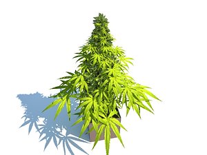max marijuana plant