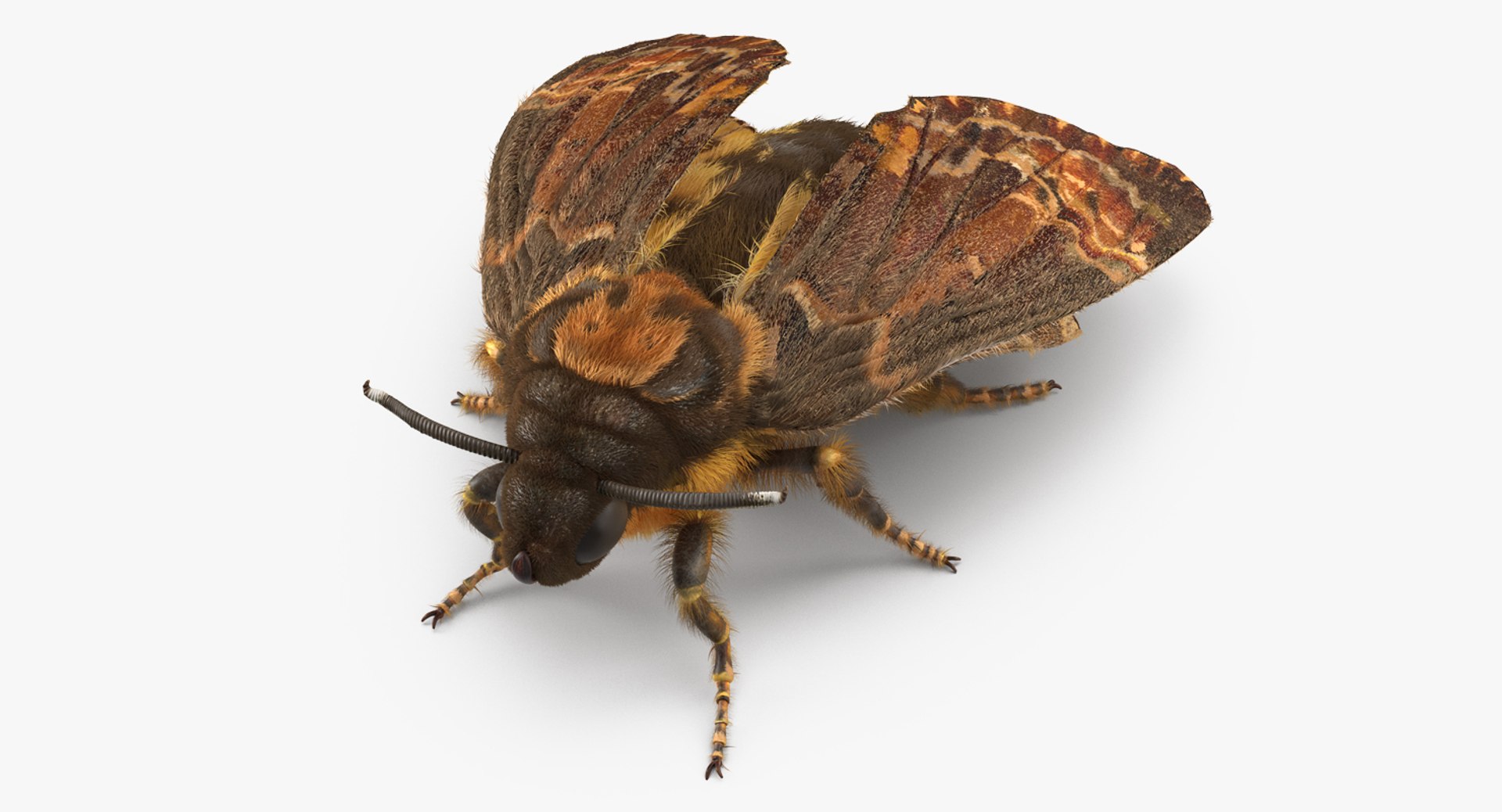 3d model acherontia atropos fur https://p.turbosquid.com/ts-thumb/Q1/eUQ11y/1mf4UYaS/acherontiaatroposwithfurc4dmodel001/jpg/1488524555/1920x1080/fit_q87/d9d70b9bc17854b26f38d993e7f751a4b4bf597c/acherontiaatroposwithfurc4dmodel001.jpg