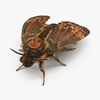 Acherontia Atropos with Fur