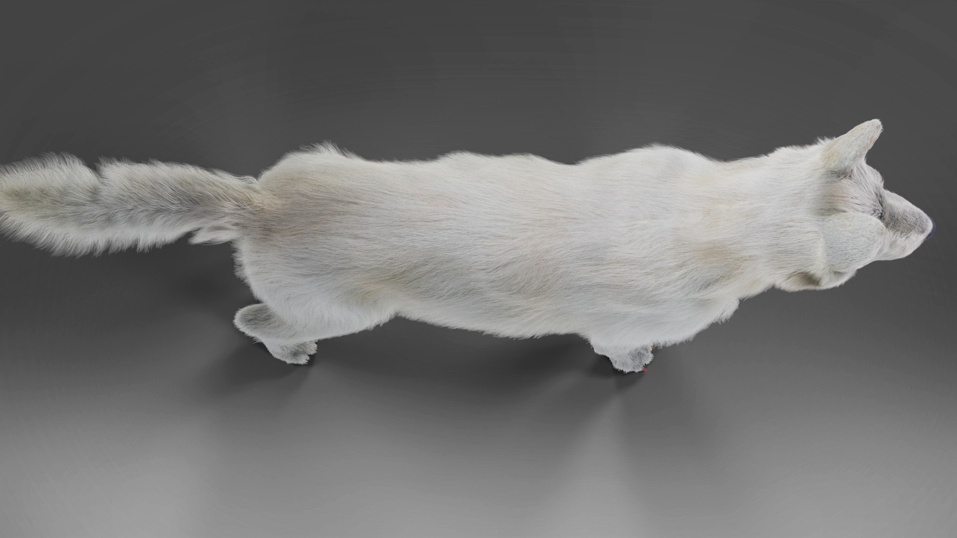 Fur White Dog Rigged 3D Model TurboSquid 1922182