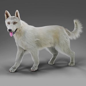 Fur White Dog Rigged 3D model