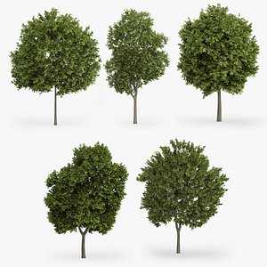 5 Greek Maple Trees