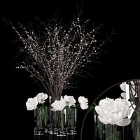 White prunus and peonies