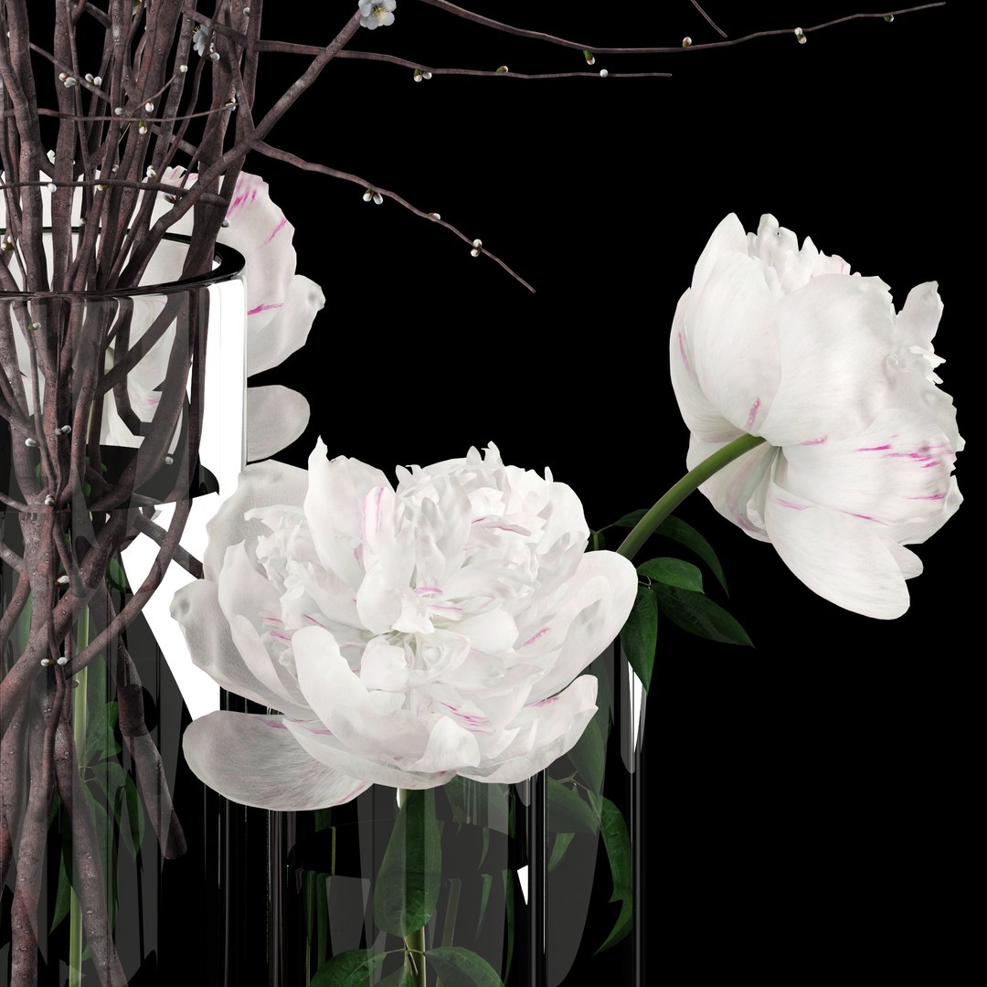 3D realistic white peonies prunus model https://p.turbosquid.com/ts-thumb/Q1/wHIXmr/sZlXAcUi/macro/jpg/1533722212/1920x1080/fit_q87/f088c1e4ac00c57b3fa53640d9bd588dd134982d/macro.jpg