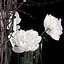 White prunus and peonies