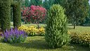 Sweet Bay Laurel Shrub