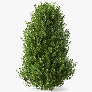 Big Bush 3d Model - Turbosquid 1388222