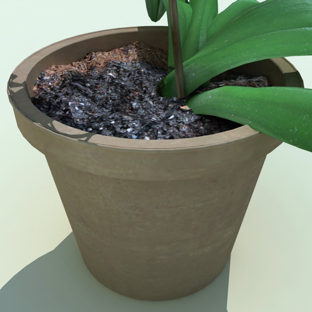 3d Model Of Dendrobium V2