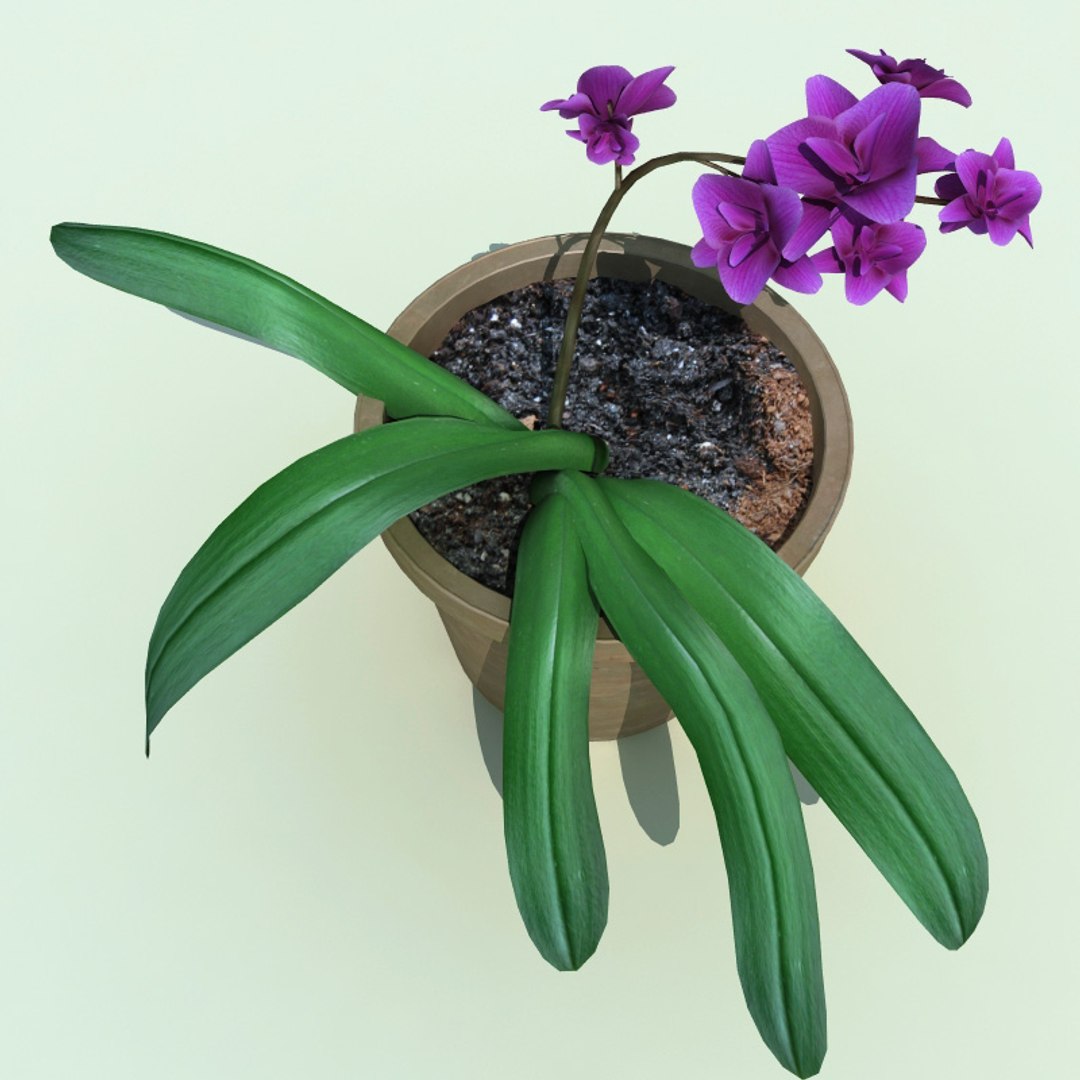 3d Model Of Dendrobium V2