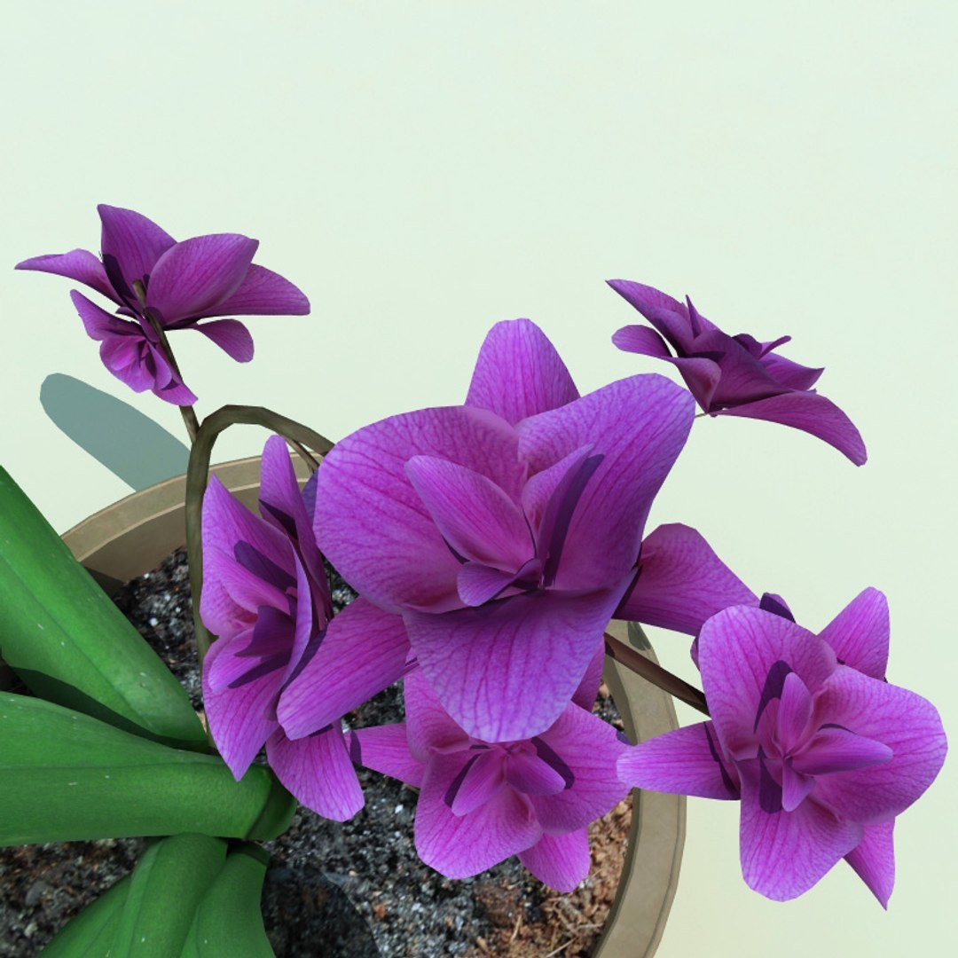3d Model Of Dendrobium V2