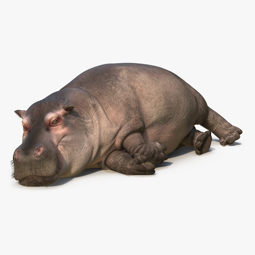 Lying Hippopotamus with Fur 3D Model 3D model preview