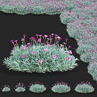 Dianthus gratianopolitanus flower