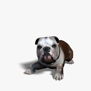 Bulldog Rigged