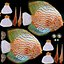 Symphysodon Fish Pose 2
