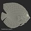 Symphysodon Fish Pose 2