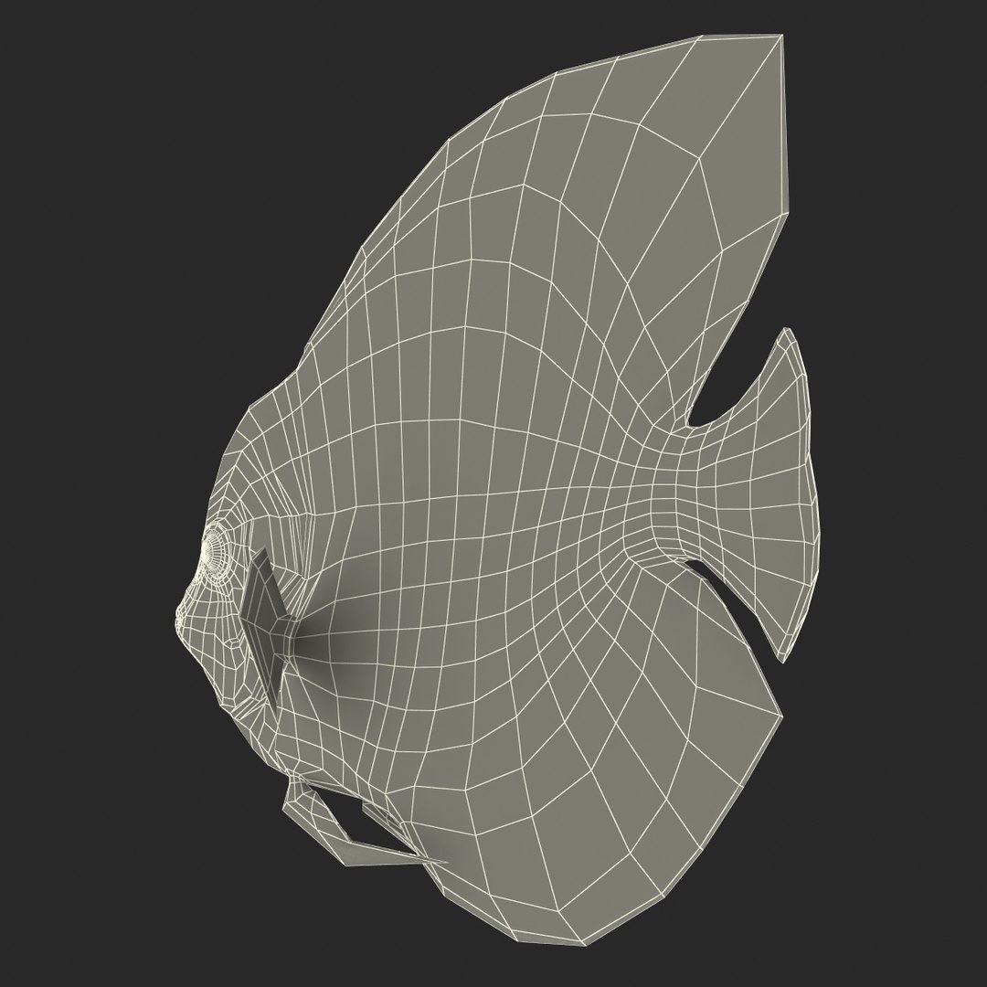 symphysodon fish pose 2 c4d https://p.turbosquid.com/ts-thumb/Q2/nGFudv/BK72uczP/symphysodonfish3dmodel26/jpg/1456171045/1920x1080/fit_q87/31d0ba5eeffff49923794f0ac0ea0bf219be7864/symphysodonfish3dmodel26.jpg