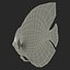 Symphysodon Fish Pose 2