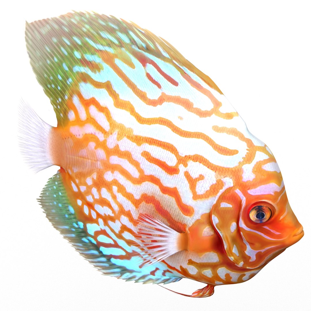 symphysodon fish pose 2 c4d https://p.turbosquid.com/ts-thumb/Q2/nGFudv/Eqhb5Yat/symphysodonfish3dmodel12/jpg/1456171045/1920x1080/fit_q87/4b18b9bcd86b957736b90088d5d125fc1e3642f3/symphysodonfish3dmodel12.jpg