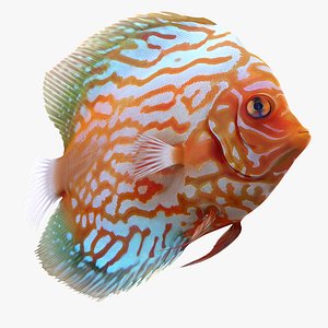 symphysodon fish pose 2 c4d
