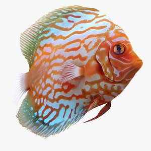 Symphysodon Fish Pose 2