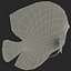 Symphysodon Fish Pose 2