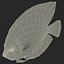 Symphysodon Fish Pose 2