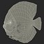 Symphysodon Fish Pose 2