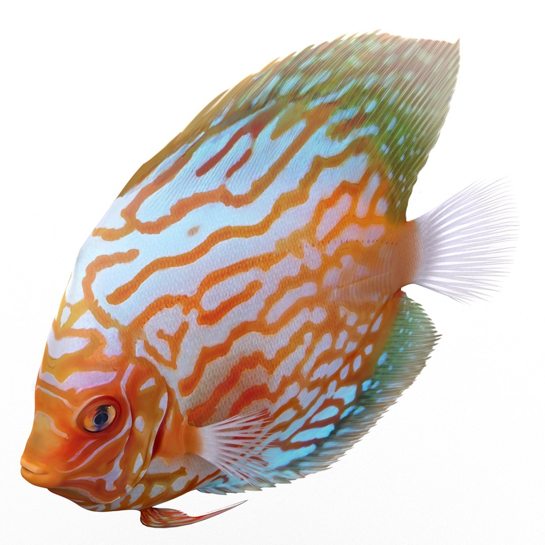 symphysodon fish pose 2 c4d https://p.turbosquid.com/ts-thumb/Q2/nGFudv/KotyLHPq/symphysodonfish3dmodel11/jpg/1456171045/1920x1080/fit_q87/91f291adf5940b11a124b9557c47fa4070216c4d/symphysodonfish3dmodel11.jpg