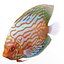 Symphysodon Fish Pose 2