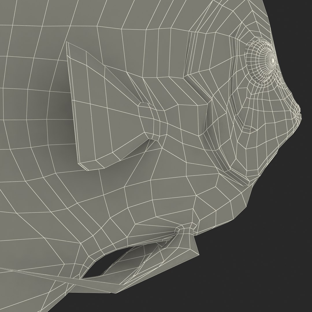 symphysodon fish pose 2 c4d https://p.turbosquid.com/ts-thumb/Q2/nGFudv/M0wd0gGA/symphysodonfish3dmodel34/jpg/1456171046/1920x1080/fit_q87/7617703b9274c93d1e64f4273b0fc149dec0deed/symphysodonfish3dmodel34.jpg