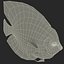 Symphysodon Fish Pose 2