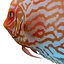 Symphysodon Fish Pose 2