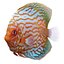 Symphysodon Fish Pose 2