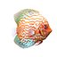 Symphysodon Fish Pose 2